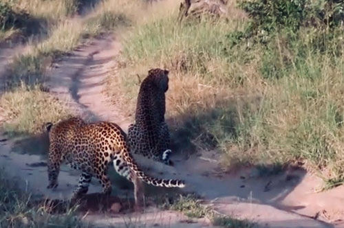 Báo hoa mai nhận cái kết “đắng” khi rình mồi mà không để ý kẻ thù phía sau