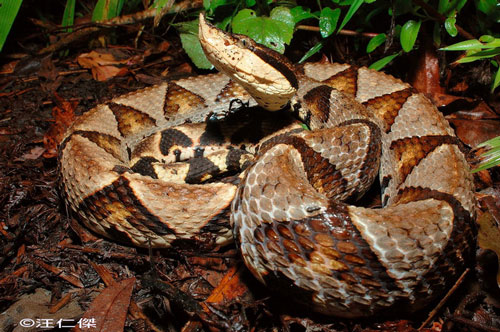 Chặt lìa ngón tay vì bị rắn độc cắn, cụ ông ngỡ ngàng khi nghe kết luận của bác sĩ