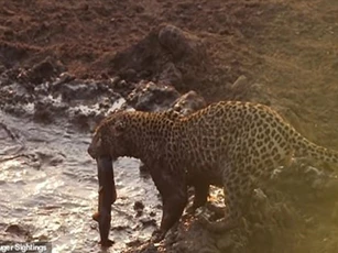 Báo đốm đói khát gặp vận may không tưởng