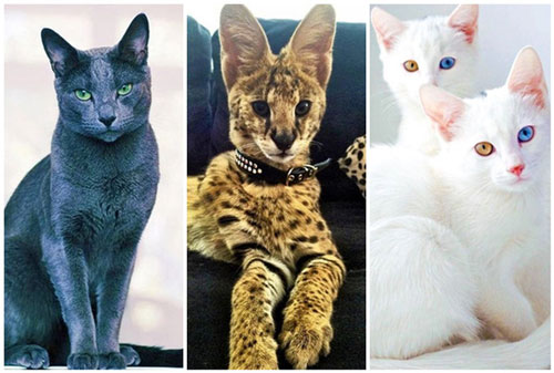 Chiêm ngưỡng những giống mèo đắt tiền nhất hành tinh