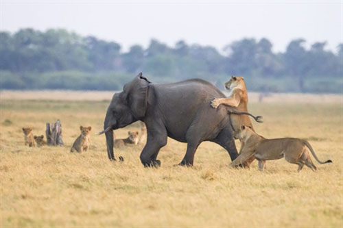 Nhắm voi con làm mồi, đôi sư tử 'ê chề' phút cuối