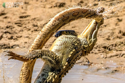 ‘Lạnh gáy’ trước cảnh rắn cực độc bỏ mạng trước hàm cá sấu