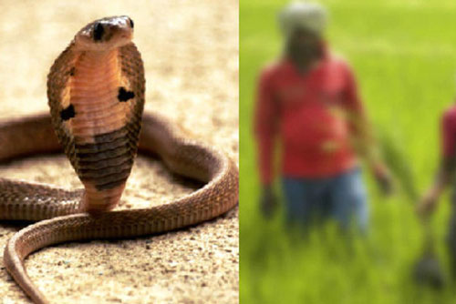 Bị rắn độc cắn, người đàn ông quay ra cắn lại vào tay vợ mình để cả hai cùng nhau đoàn tụ dưới suối vàng