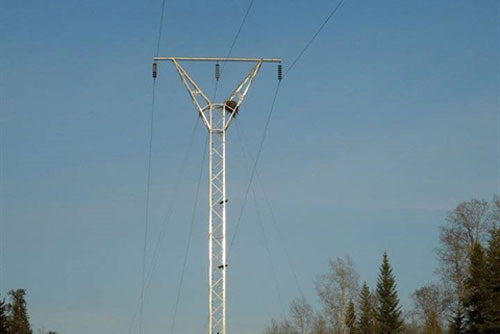 Làm tổ trên cột điện, quạ vẫn bị gấu đen 'trộm' sạch trứng