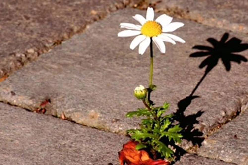 Cuộc sống đầy thị phi, hãy cứ bình thản mà đón nhận