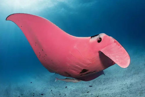 Nhiếp ảnh gia may mắn chụp được chú cá đuối có màu hồng duy nhất trên thế giới