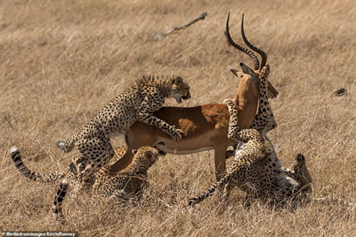 Bị đàn báo đốm quây, linh dương thoát chết thần kỳ