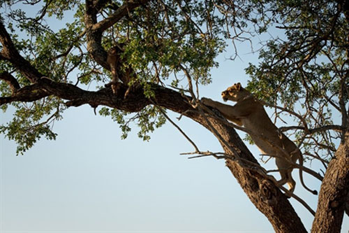 Sư tử leo lên cây trộm mồi của mẹ con báo đốm