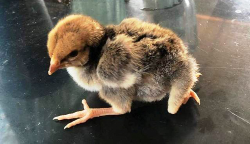 Chuyện lạ: Gà con 4 chân ở Thanh Hóa 