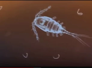 CLIP: Những loại ký sinh trùng đáng sợ nhất hành tinh