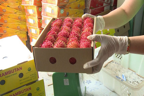 Xuất khẩu rau quả giảm mạnh do tác động của COVID-19