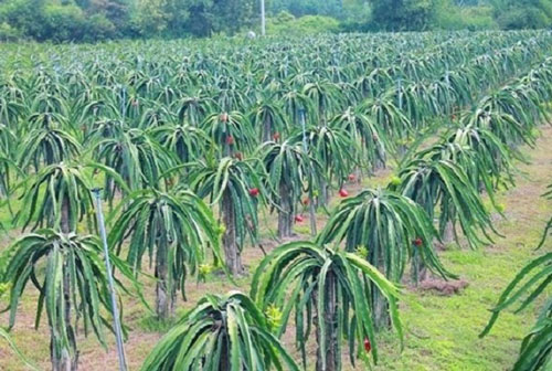 Hải Dương: Lợi ích kinh tế và môi trường từ thanh long hữu cơ ruột tím