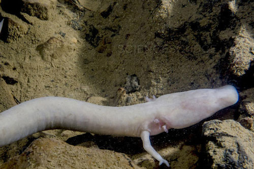 Loài kỳ giông "lười" nhất quả đất: 7 năm mới thèm di chuyển một lần, ăn một bữa no một thập kỷ