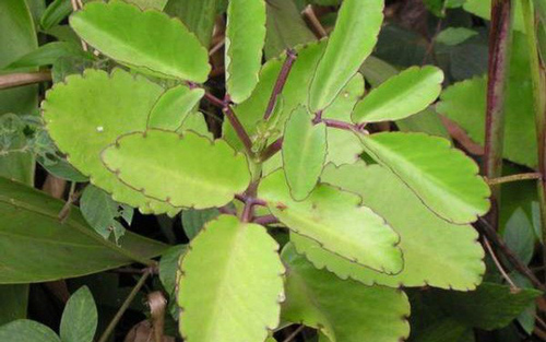 Chữa vết bỏng và vết thương với lá cây thuốc bỏng