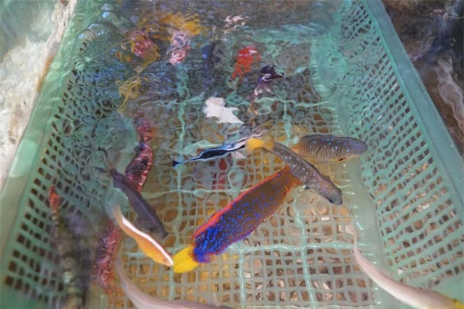 Độc lạ bể cá cảnh biển hái tiền tỷ của chàng kỹ sư viễn thông Lý Sơn  - ảnh 2