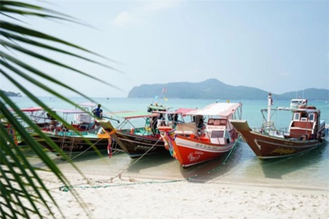 Lợn rừng “minh tinh”: Điểm nhấn trên bãi biển Koh Samui - 2