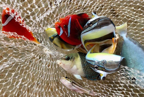 Bể cá cảnh biển 'hái' tiền tỷ của chàng kỹ sư viễn thông Lý Sơn