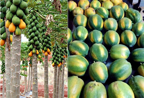 Cách phân biệt đu đủ ngâm hóa chất và đu đủ chín tự nhiên vô cùng đơn giản