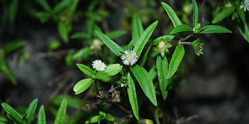 13 mẹo dân gian hạ sốt hiệu quả cho trẻ không nên bỏ lỡ