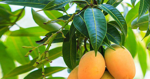 Chỉ một nắm lá xoài, vừa chống ung thư, vừa chữa 'tỷ bệnh' cực kỳ tốt