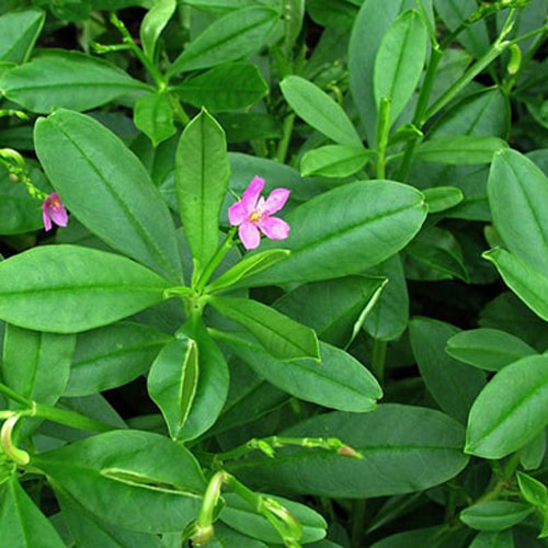 Củ sâm đất và những công dụng tuyệt vời đối với sức khỏe