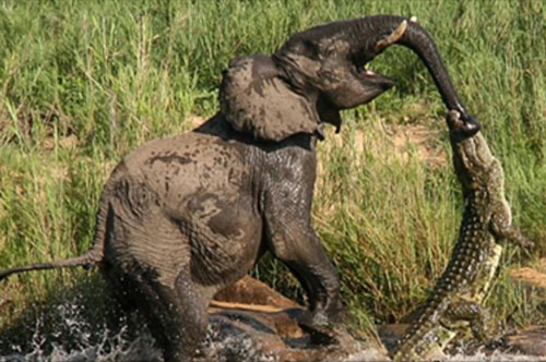 Bất ngờ trước những khoảnh khắc cá sấu tấn công voi vô cùng kịch tính
