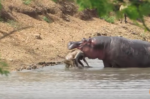 CLIP: Hà mã "nổi điên" cắn chết linh dương