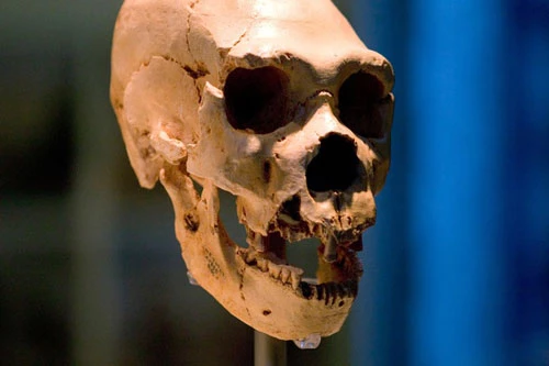 Một hộp sọ Homo neanderthalensis. Ảnh: Bảo tàng Lịch sử Tự nhiên/Alamy.