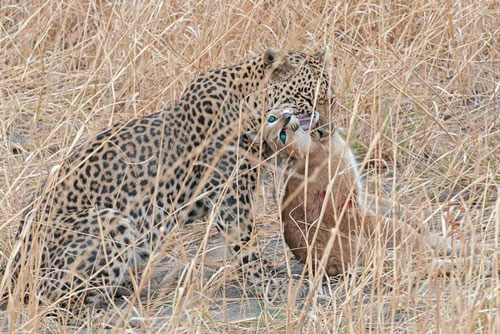 Linh miêu tai đen chết thảm khi đối đầu với báo hoa mai