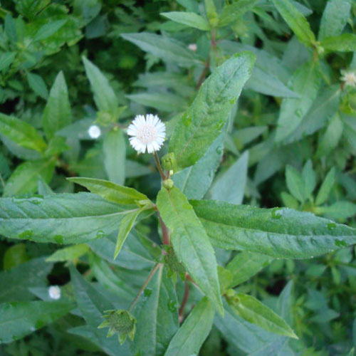 Cỏ mực và những công dụng trị bệnh tuyệt vời