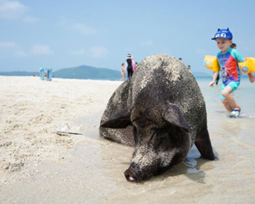 Lợn rừng “minh tinh”: Điểm nhấn trên bãi biển Koh Samui