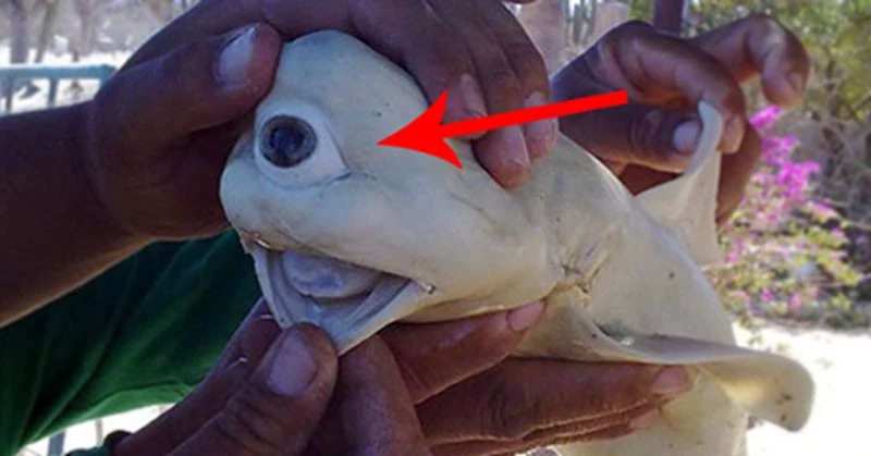 Cá mập bạch tạng Cyclops một mắt được lấy ra từ bụng của một con cá mập khác ngoài khơi vịnh California, Mỹ