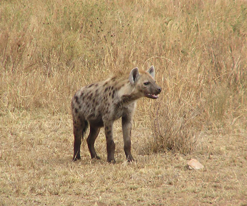 CLIP: Linh dương non vừa chào đời thoát chết một cách ngoạn mục