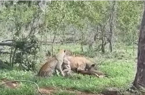 CLIP: Báo hoa mai cướp mồi của linh cẩu