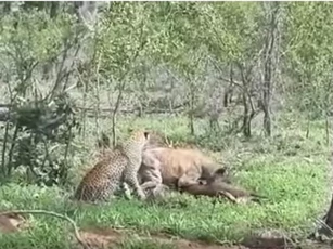 CLIP: Báo hoa mai cướp mồi của linh cẩu