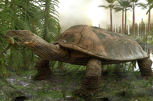 Đây là loài rùa ‘khủng’ nhất từng sống trên Trái Đất, có thể ăn thịt cả cá sấu