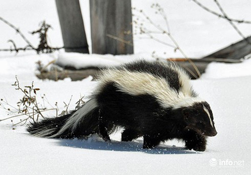 Top 10 'sát thủ' có mùi hôi nhất trong thế giới động vật