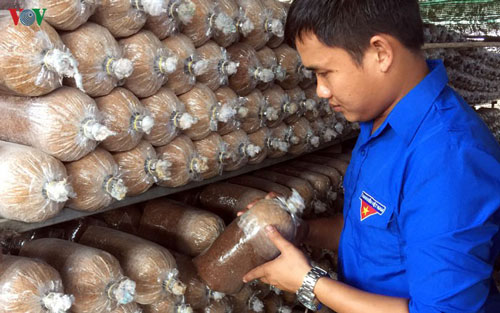 Tp Hồ Chí Minh: Làm giàu từ nghề trồng nấm