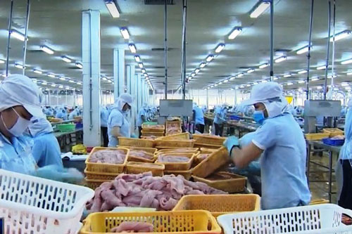 Ảnh hưởng xuất khẩu, giá cá tra giảm gần một nửa