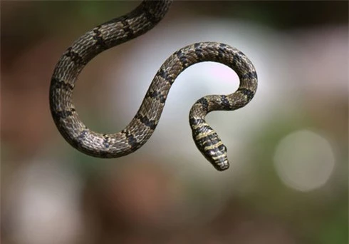 8 điều thú vị về rắn  - ảnh 2