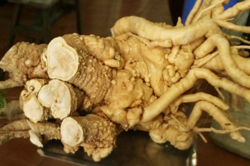 Sự thật không thể ngờ về thần dược rễ đinh lăng 'bổ hơn sâm'