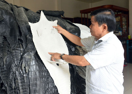 Bạc Liêu: Trở thành tỷ phú từ nuôi cá sấu