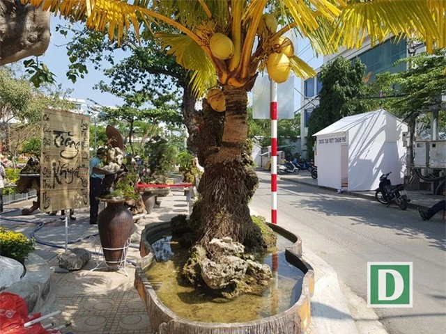Cây dừa lạ có hơn 60 năm sống trên đá vẫn cho trái