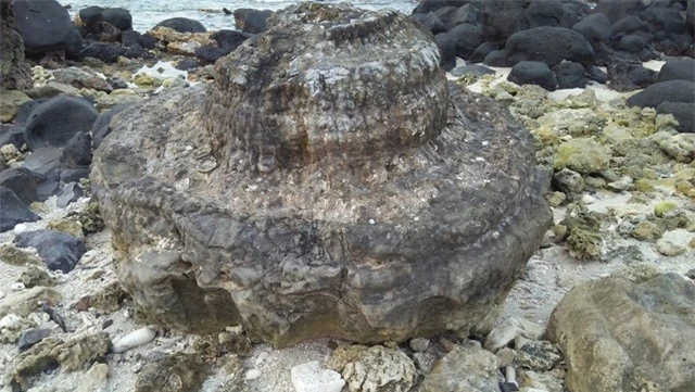 Các chuyên gia nhận định hóa thạch san hô vừa được phát hiện có niên đại 5.000 - 6.000 năm