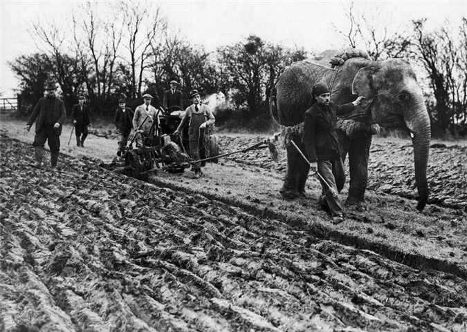 Những con voi đi cày thay trâu ngựa trong Thế chiến thứ I - ảnh 2