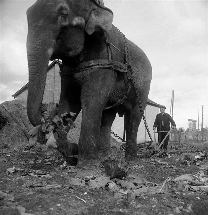 Những con voi đi cày thay trâu ngựa trong Thế chiến thứ I - ảnh 3