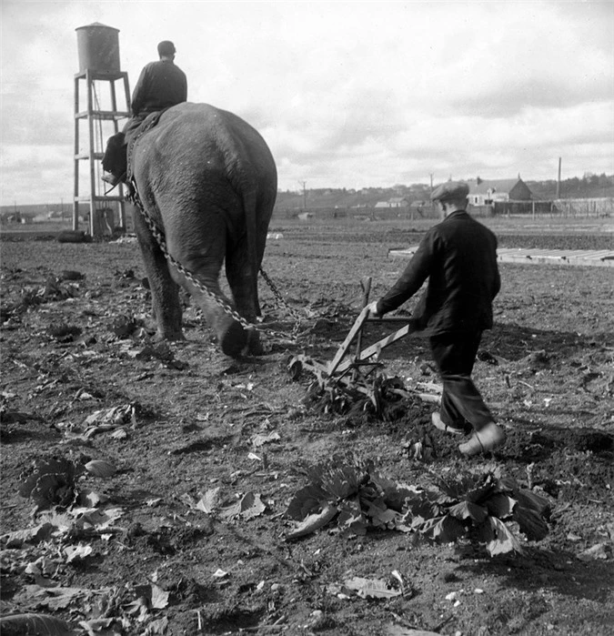 Những con voi đi cày thay trâu ngựa trong Thế chiến thứ I - ảnh 4