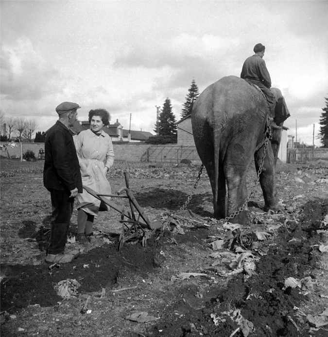 Những con voi đi cày thay trâu ngựa trong Thế chiến thứ I - ảnh 5