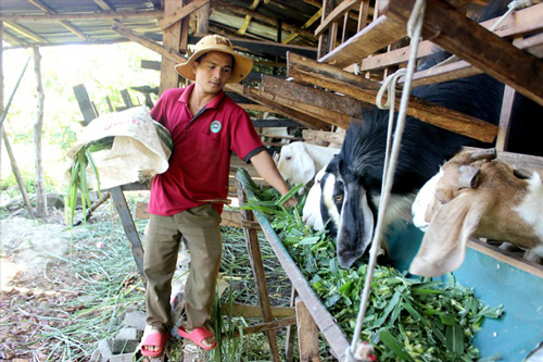 Đắk Nông: Kỹ sư công nghệ viễn thông bỏ phố thị về buôn làng lập nghiệp với mô hình nuôi dê bền vững