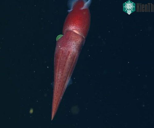 CLIP: Loài mực "mắt lác" khiến giới khoa học đau đầu suốt trăm năm